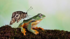 Caribbean Biodiversity Wildlife and Plants to See During Your Stay